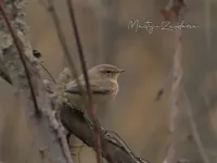 Siberische Tjiftjaf [Phylloscopus collybita tristis]